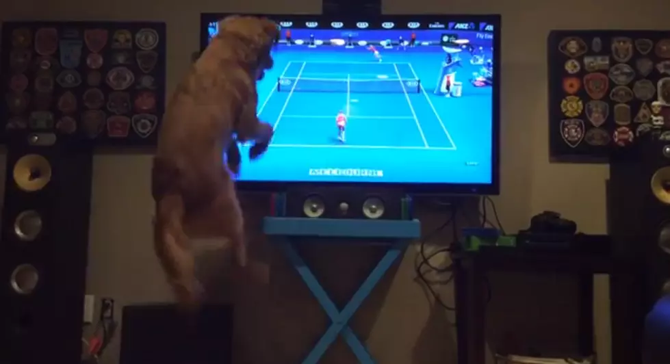 This Dog Loves To Watch Tennis? [VIDEO]