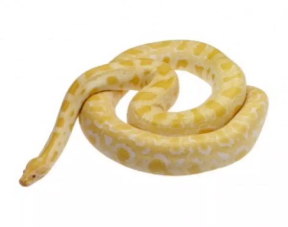 Kissing Your Snake Can Be A Really Bad Idea, If They&#8217;re Poisonous! [Global Oddities]