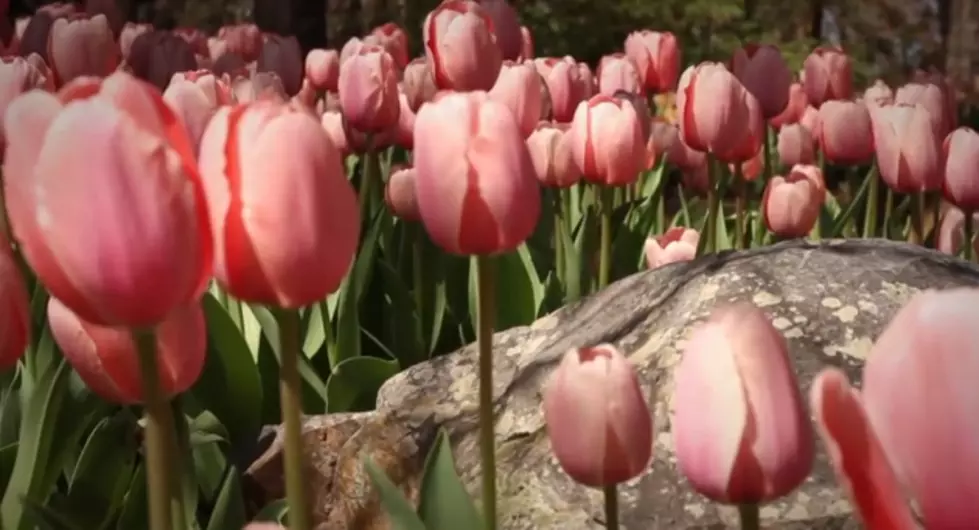 Tulip Extravaganza at Garvan Woodland Gardens March 22-April 19