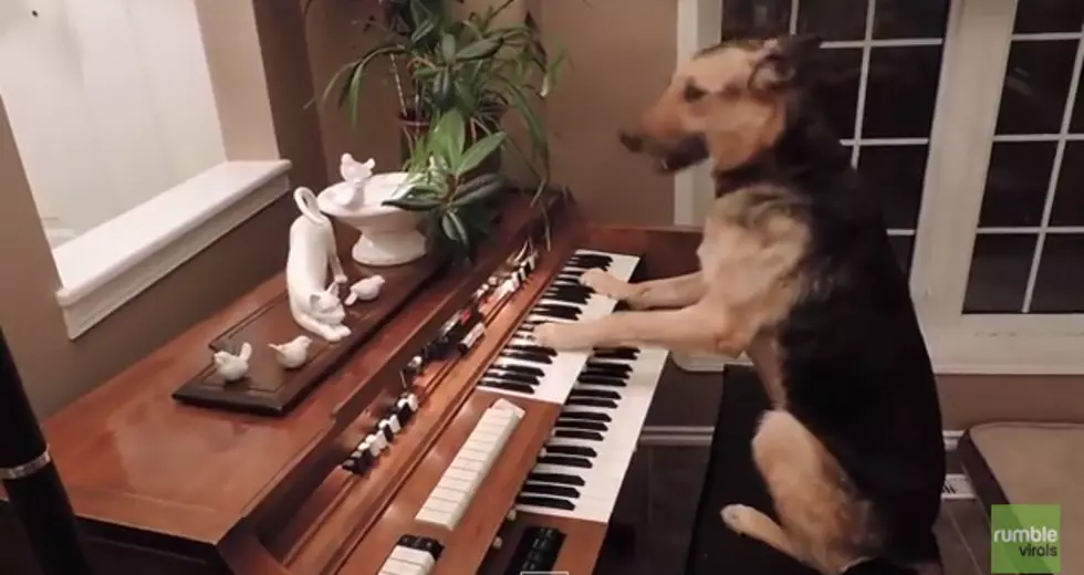 Talented Dog Plays The Piano [VIDEO]