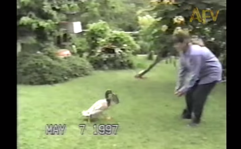 This Duck Plays Fetch [VIDEO]