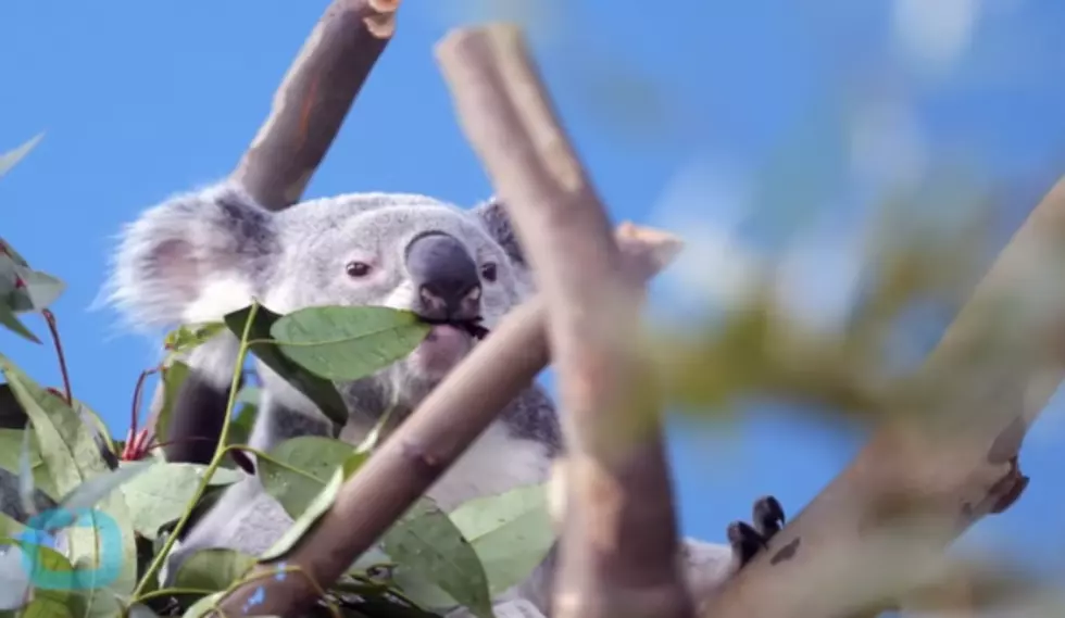 Baby Koala Bear Stays by Momma&#8217;s Side During Surgery [VIDEO]