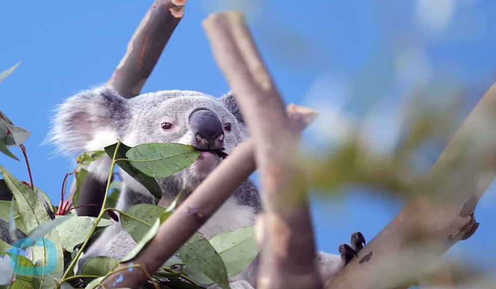 Baby Koala Bear Stays by Momma’s Side During Surgery [VIDEO]