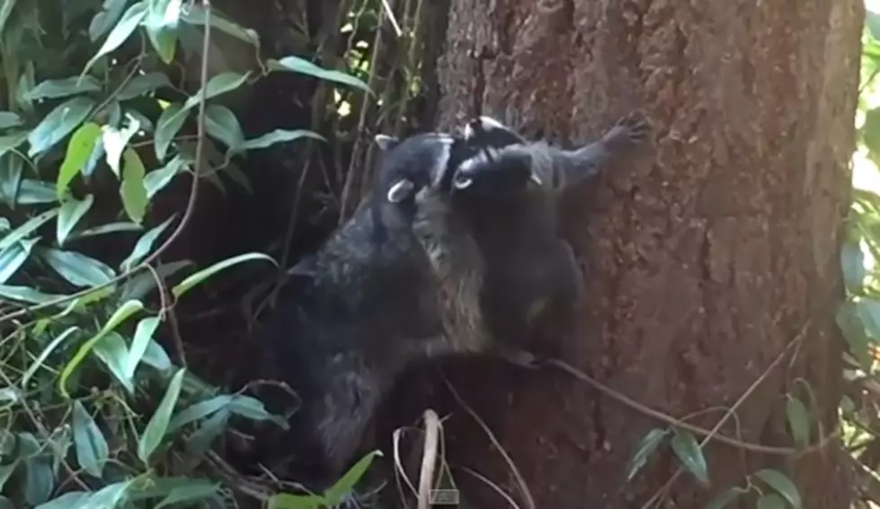 Momma Raccoon Teaches Baby Coon to Climb Trees [VIDEO]