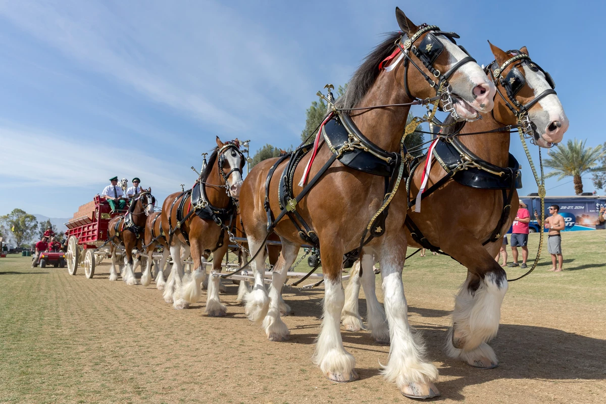 See the WorldFamous Budweiser Clydesdales in Texarkana