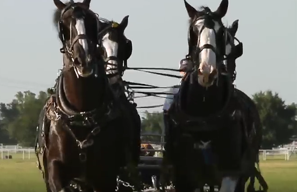 Clydesdales to Pull Santa’s Coach in Christmas Parade [VIDEO]