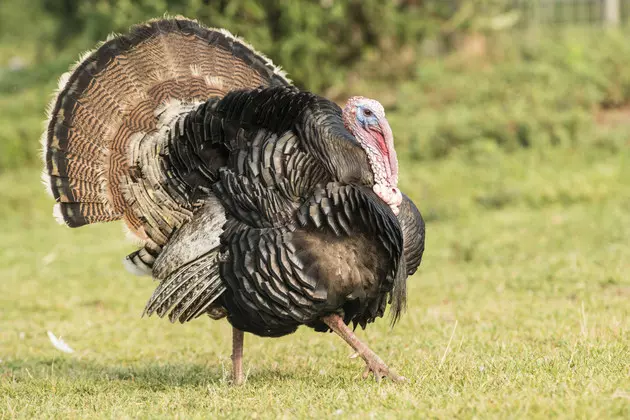 11th Annual National Wild Turkey Federation Hunting Heritage Event March 29