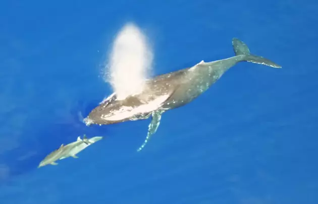 Humpbacks In Hawaii &#8211; Three Minutes Of Beauty