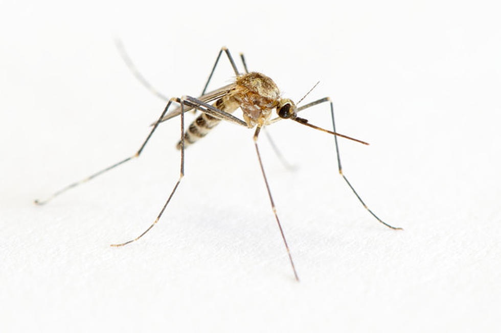 Texarkana City Council to Receive Presentation on Zika Mosquito Virus