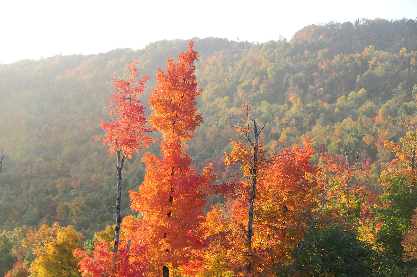 When And Where to See The Colors of Fall Foliage in Arkansas