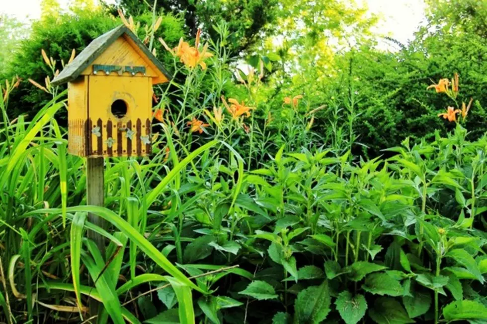 BACKYARD GARDENING