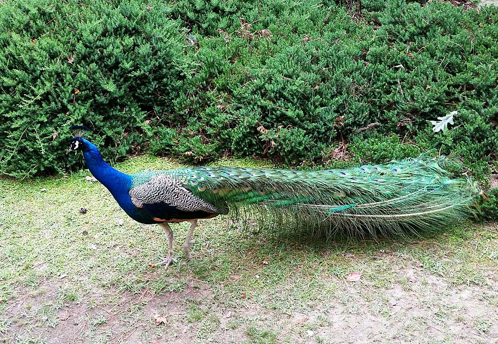 Kidless Fathers Day Weekend Started at Garvin Woodland Gardens in Hot Springs – Jim Weaver [PHOTOS]