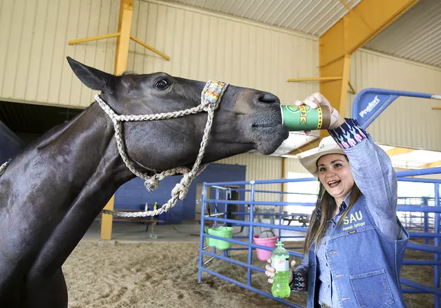 Southern Arkansas University Rodeo Earns Titles