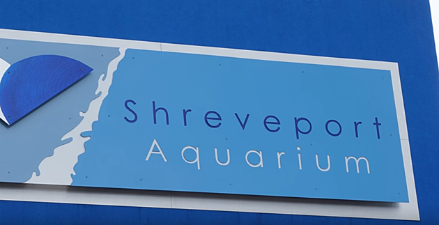First Look of the All-New Shreveport Aquarium &#8211; Now Open [VIDEO]