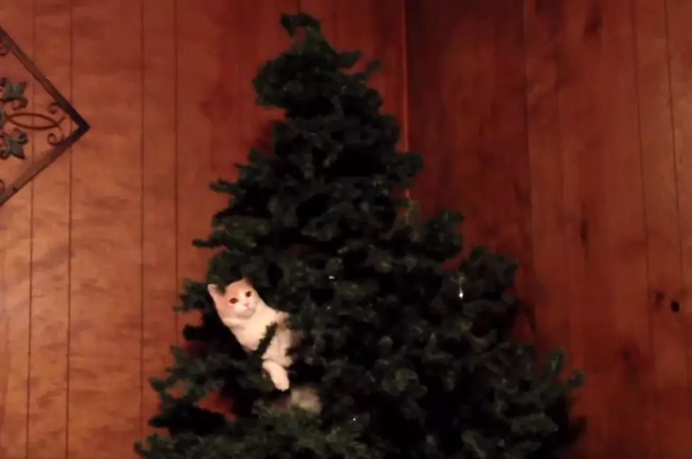 Christmas Trees And Cats Don’t Always Go Together