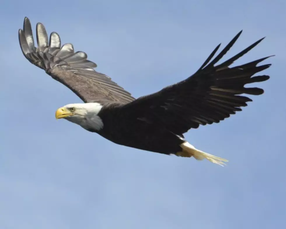 Eagles Over Harbor at Lake Ouachita Feb. 24