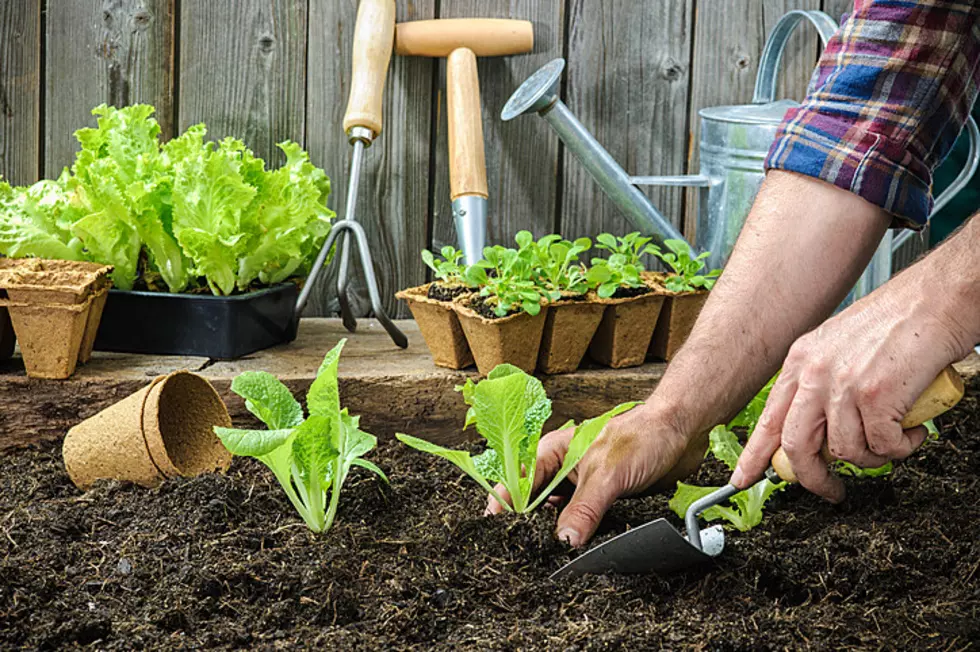 UA Agriculture - Master Gardener Training Will Be Online
