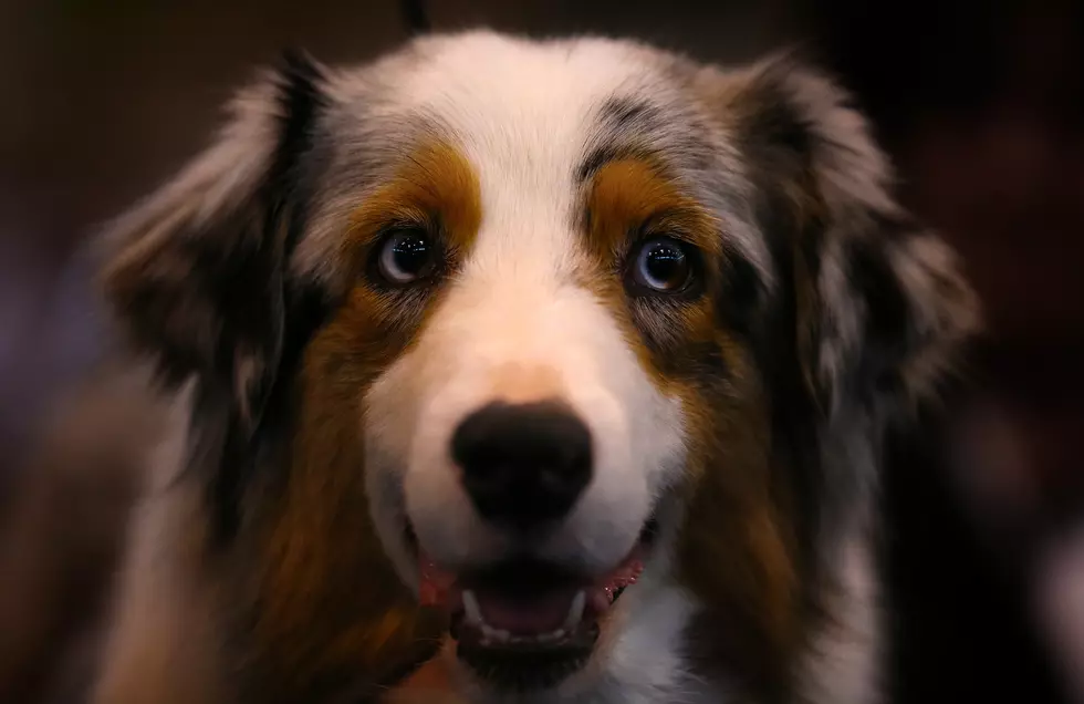 DogSpot Offers Dog Houses on Sidewalks for Busy Pet Owners