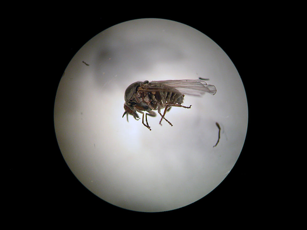 Severe Buffalo Gnat Outbreak Could Happen Again This Year