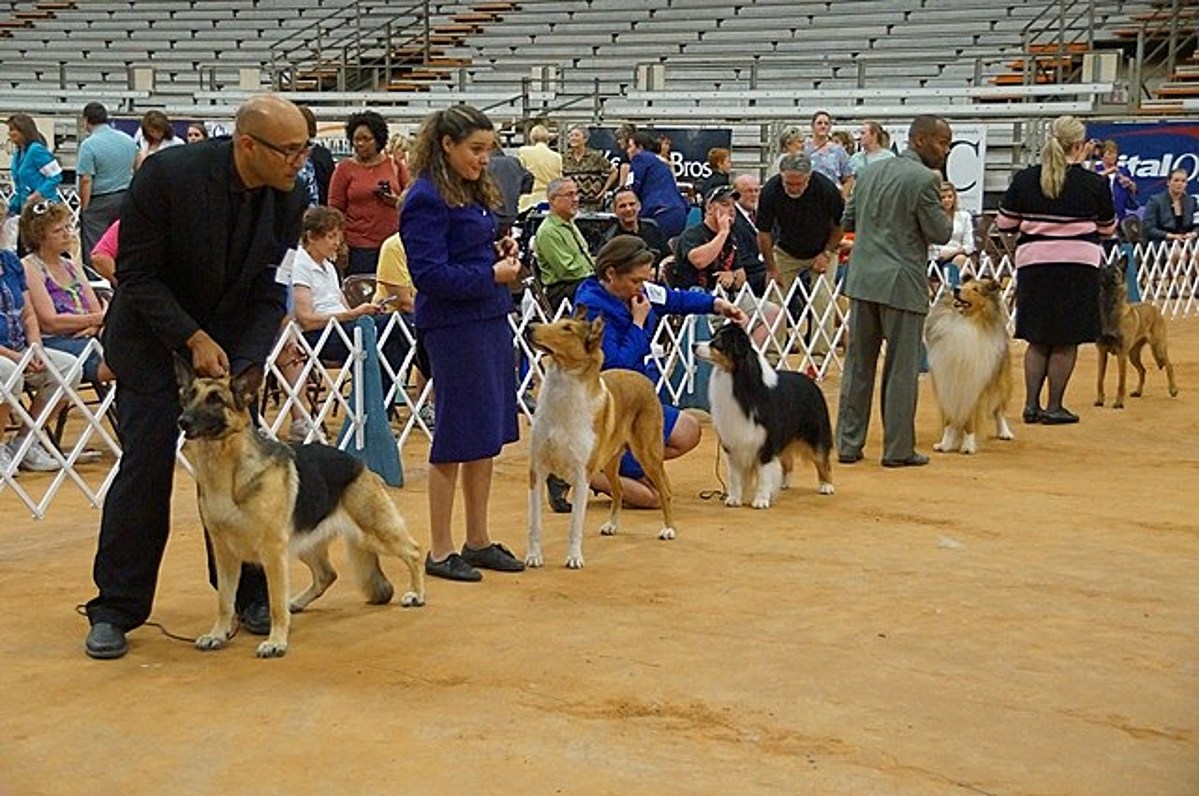 AKC Dog Show This Weekend Is Free Admission