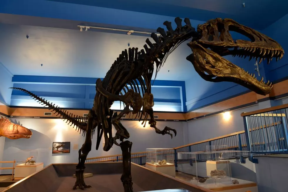 Dinosaur Gallery Reopens At Museum of the Red River