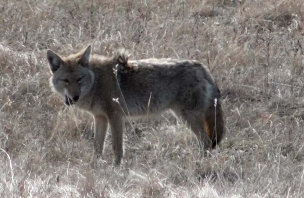 The City of Texarkana, Texas Issues Coyote Warning For Our Area