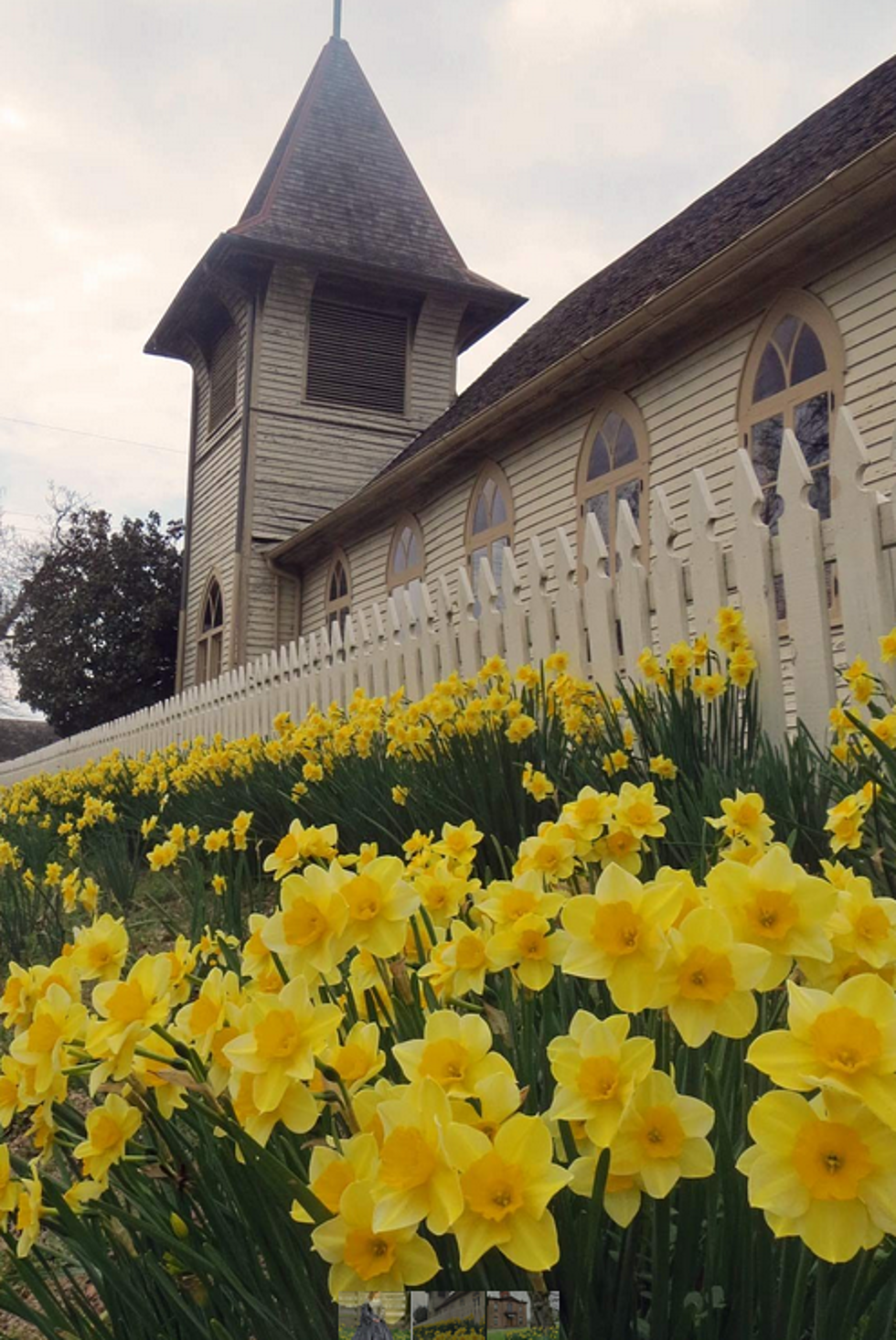 52nd Annual Jonquil Festival March 20-22