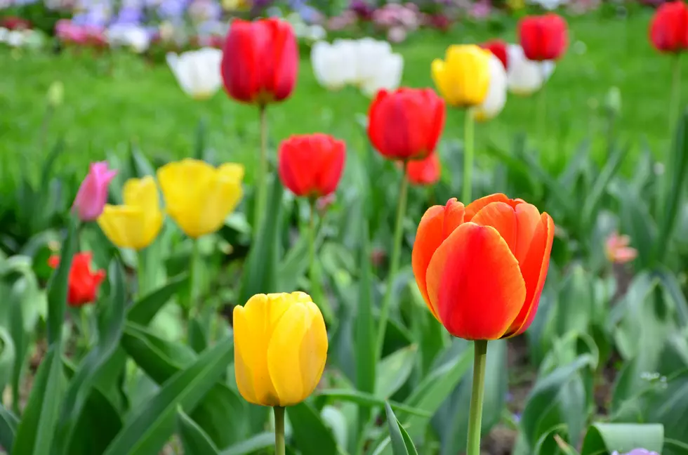 Grab a Basket, Pick Tulips at a Texas Tulip Farm North of Dallas