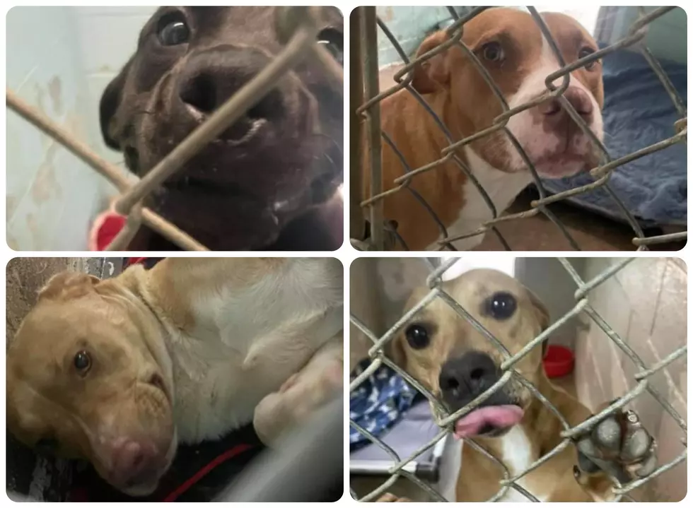 These Dogs Are in Need of Homes in Texarkana Before it’s Too Late