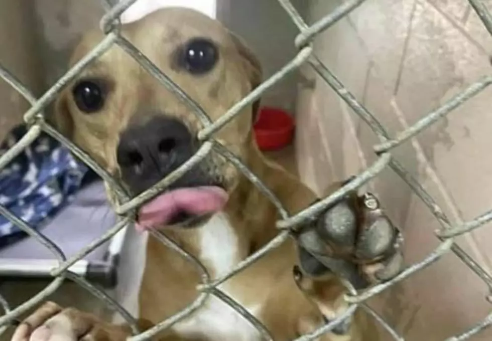 One Dog Still in Need of a Home in Texarkana Before it’s Too Late