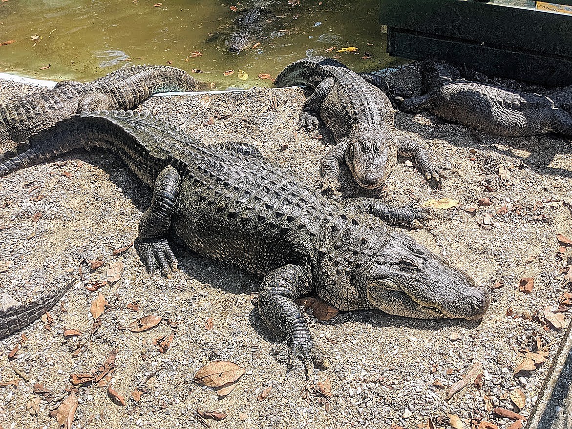 Arkansas Alligator farm