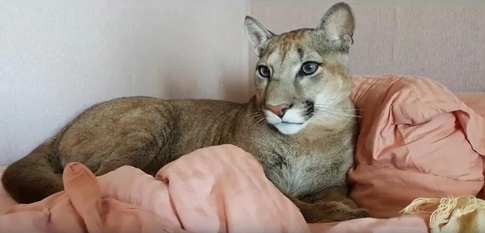 80 Pound Pet Cougar from NYC Transported to Arkansas Refuge