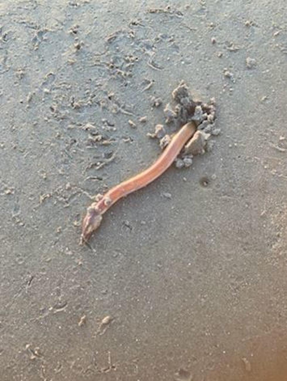 Is This an Alien Species Discovered on a Texas Beach?
