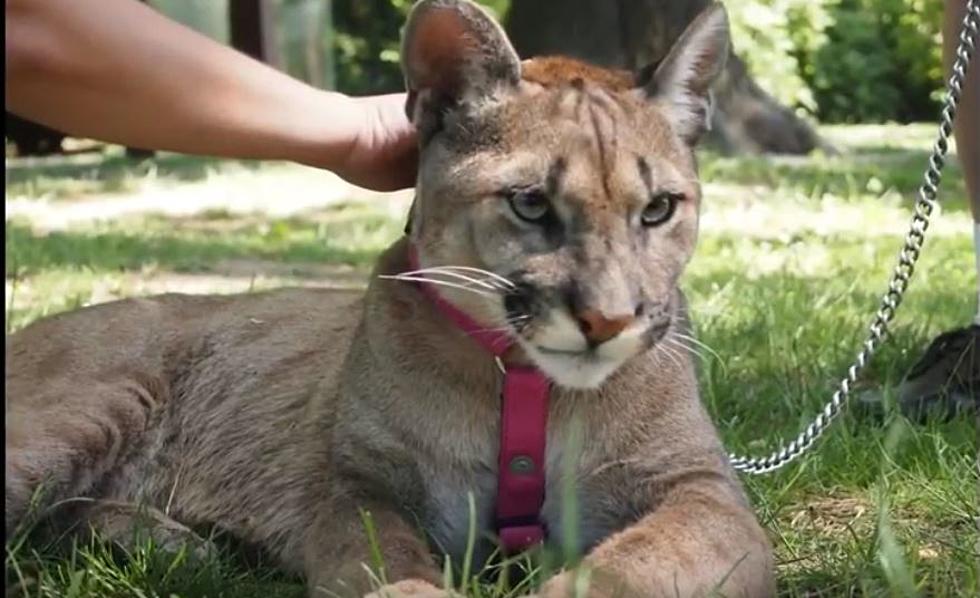 80 Pound Pet Cougar from NYC Transported to Arkansas Refuge