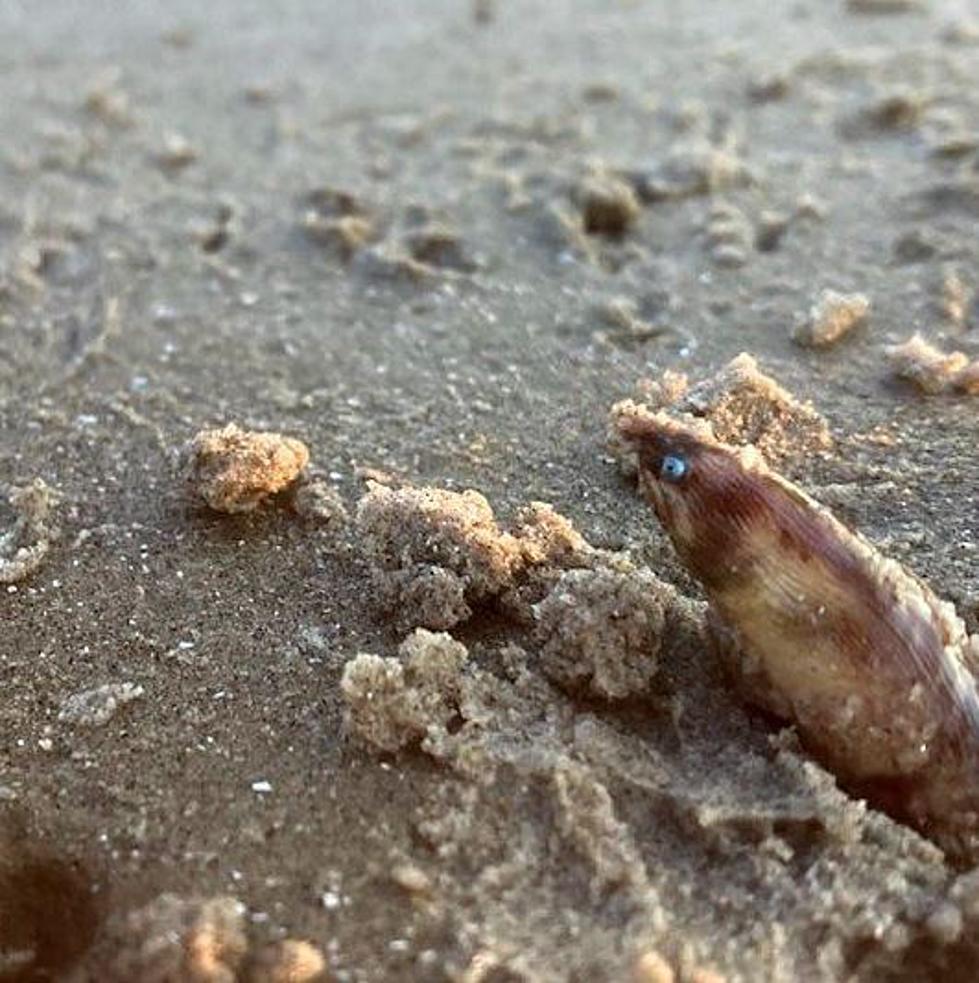 Is This an Alien Species Discovered on a Texas Beach?