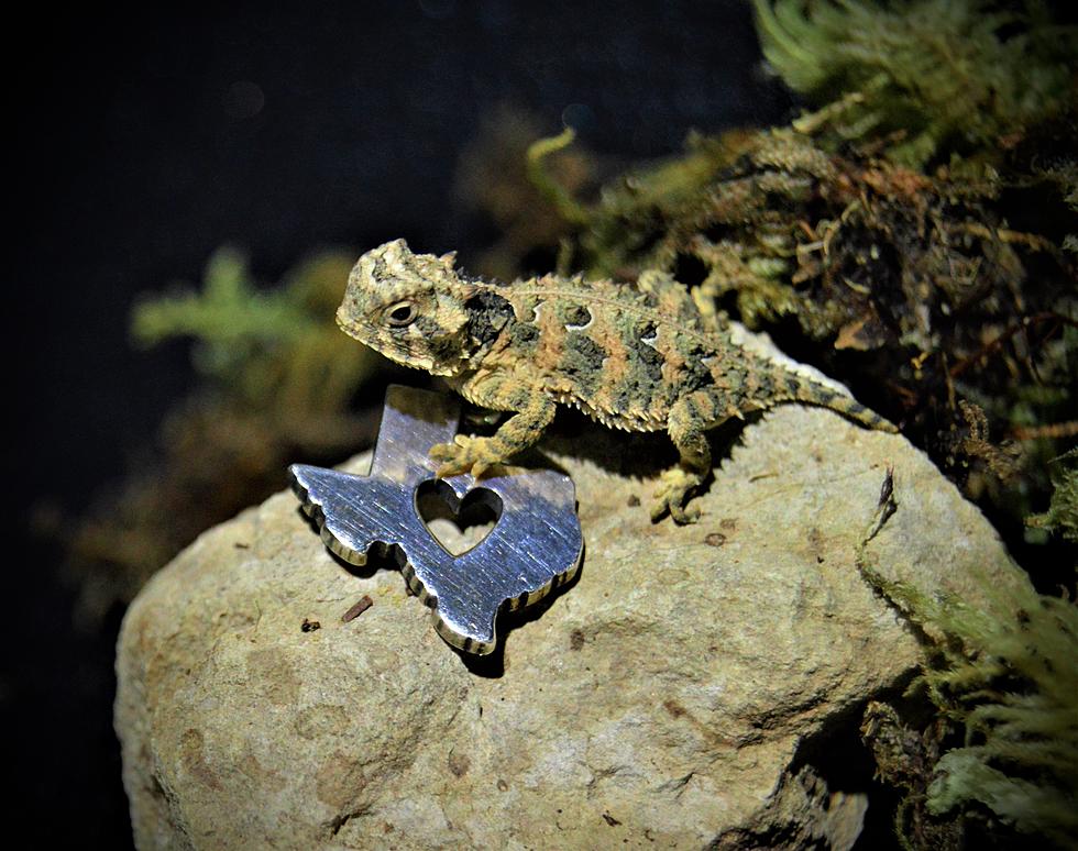 Texas Horned Lizard Hatchling Release Might Save State Reptile