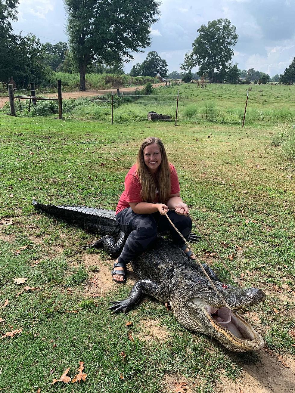 Arkansas Woman Snags Massive Alligator in Hope