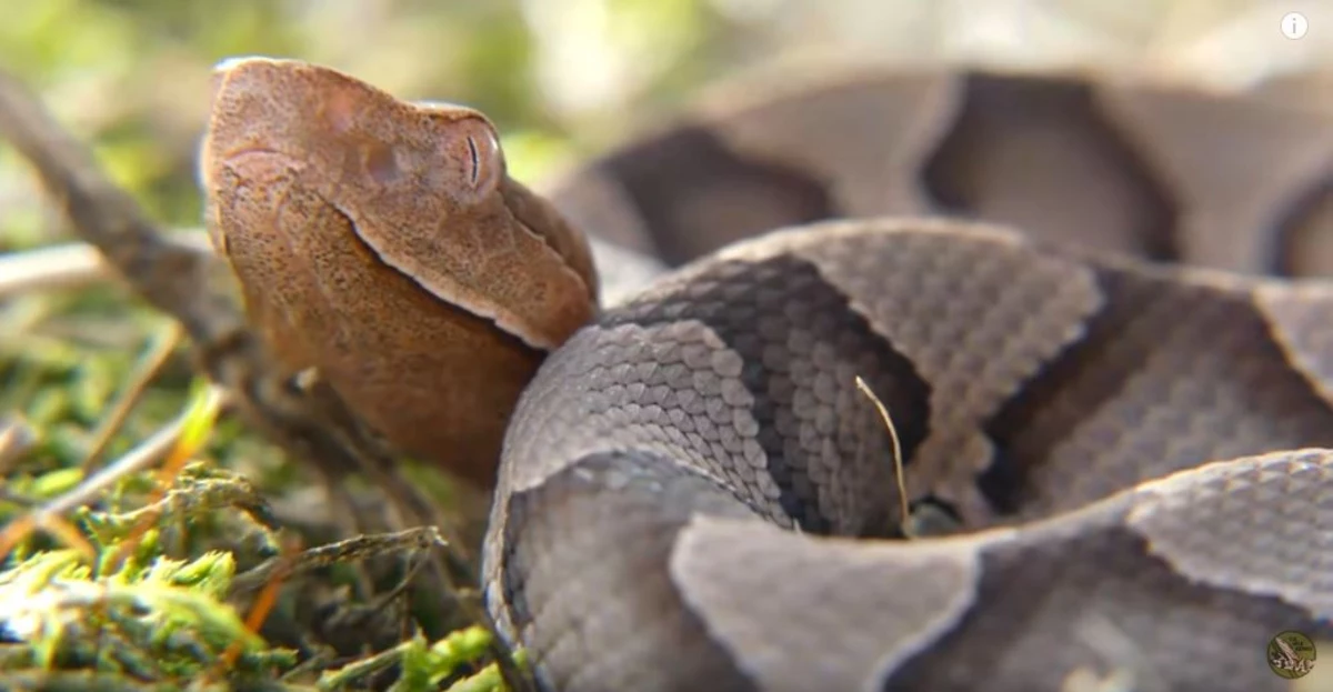 Beware Baby Copperheads On The Rise In Arkansas Beware Baby Copperheads On The Rise In Arkansas