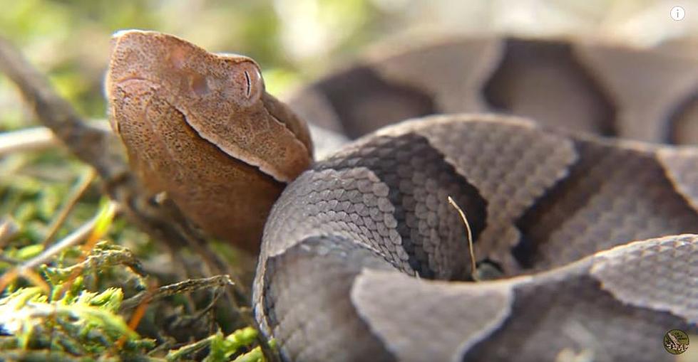 Beware! Baby Copperheads on the Rise in Arkansas