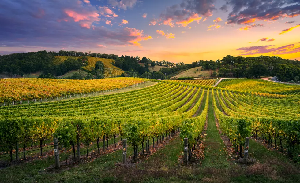 Beautiful Vineyard at Sunrise