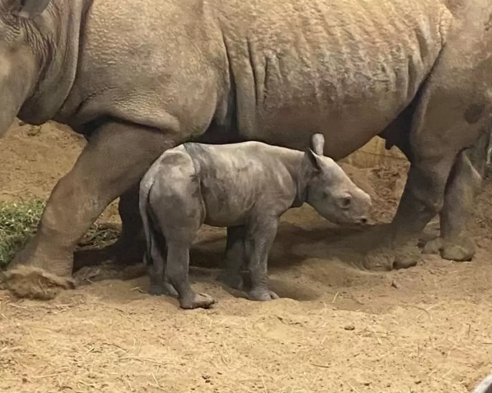 New Baby Black Rhino - No name yet - Little Rock Zoo