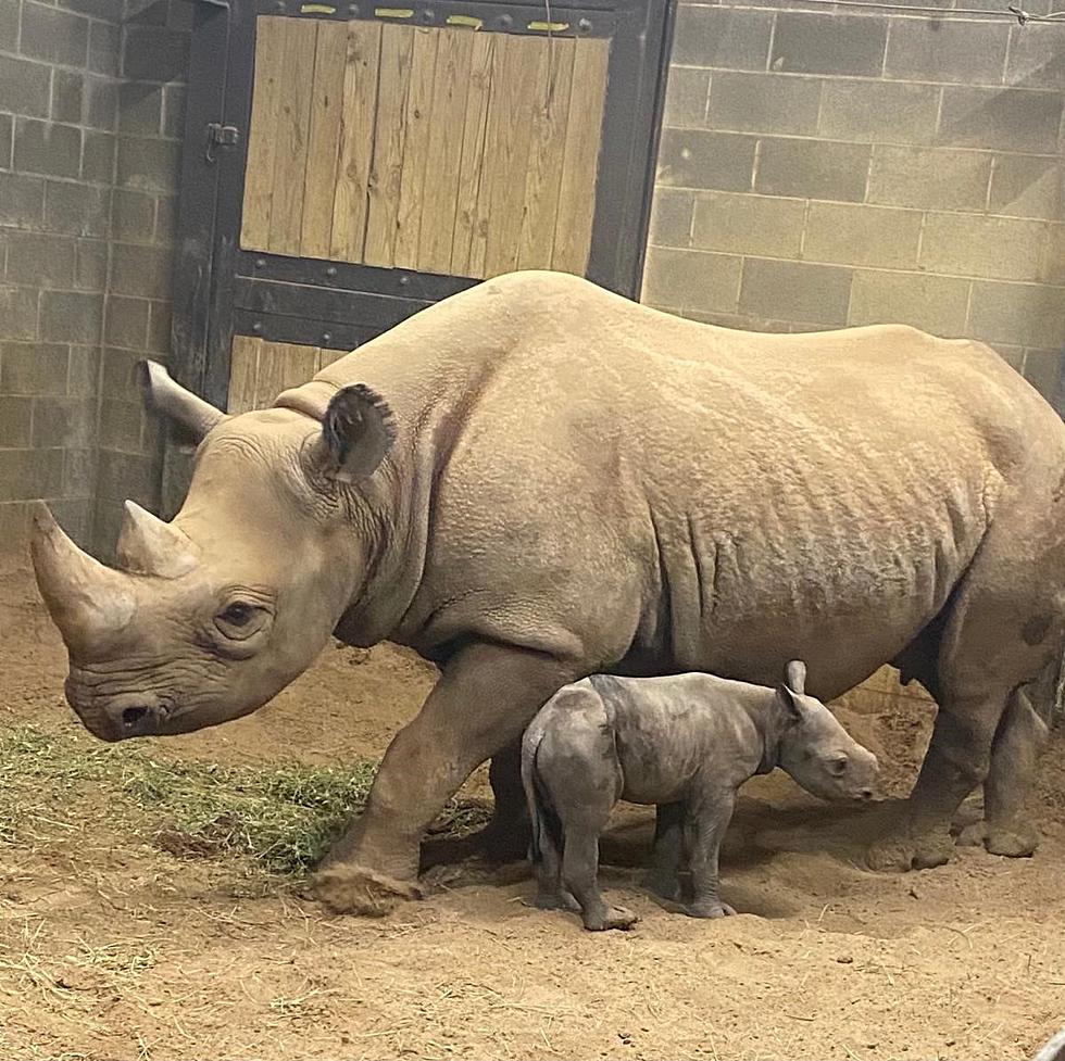 Adorable New Baby Black Rhino Born At The Little Rock Zoo