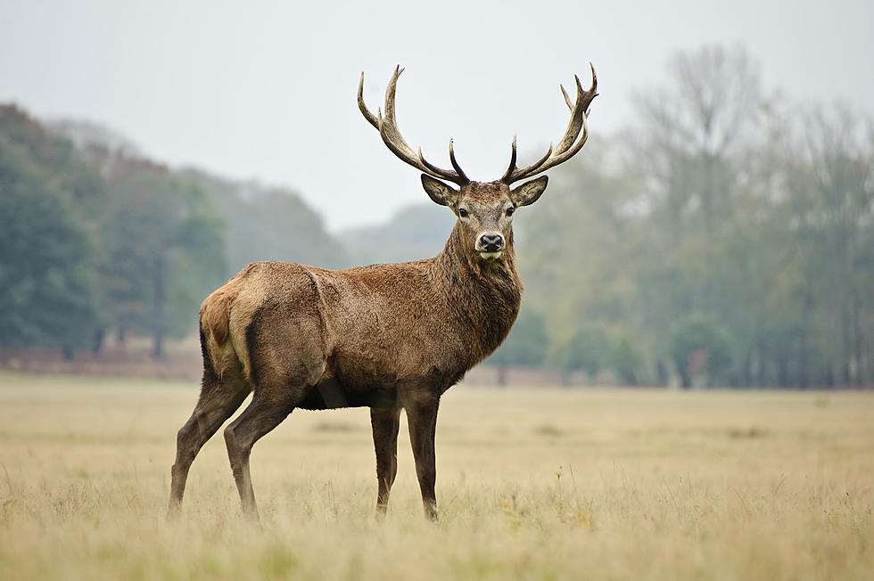 Deer Found With Chronic Wasting Disease in South Arkansas