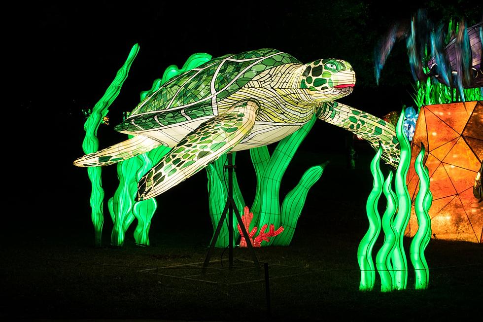 Largest Interactive Light Festival 'GloWild' at Arkansas Zoo