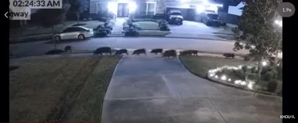Wild Hogs Seen Running Loose on Streets in Texas