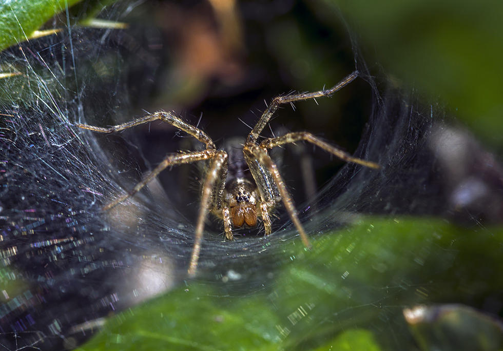 Raining Fish in Texarkana It Could Have Been Worse Spiders!