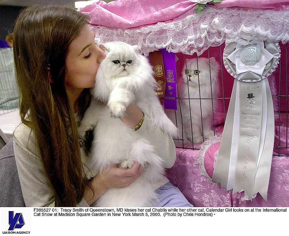Cat Show in Little Rock This Weekend, It&#8217;s a Cat Lovers Dream