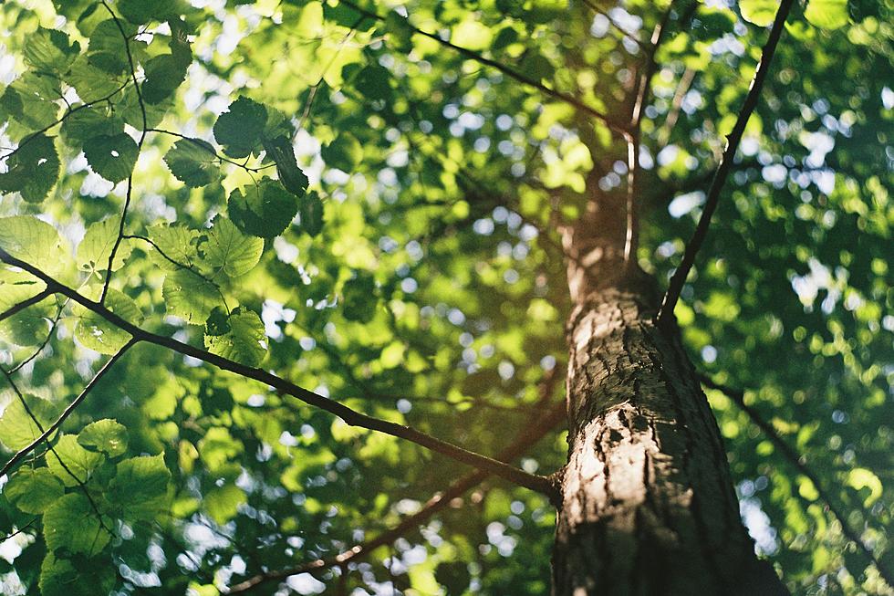 The Great Arkansas Free Tree Giveaway All Across The State