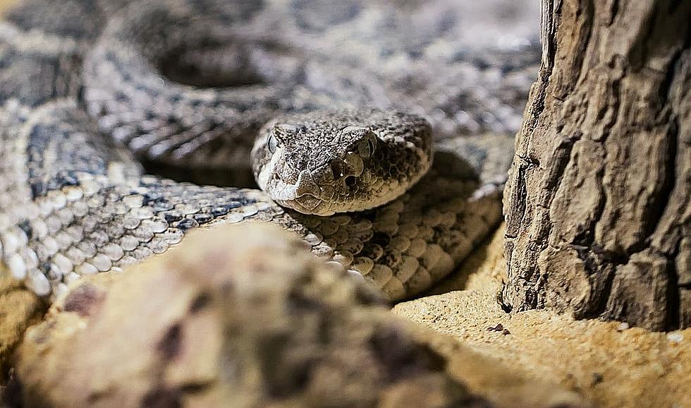 Rattlesnake Roundup In Sweetwater, Texas - Murder or Money?