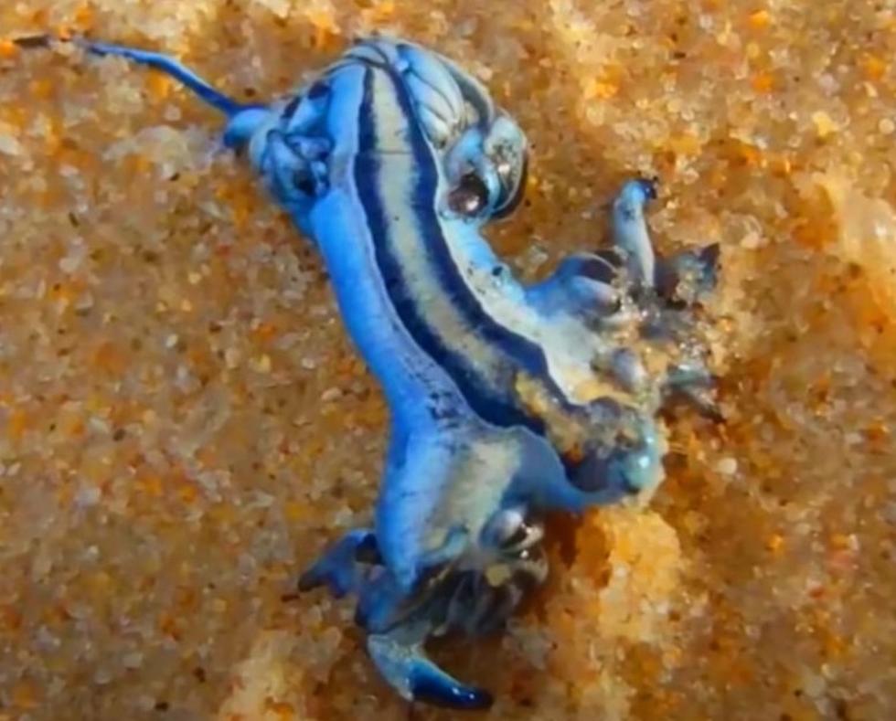 Alien-Looking Dangerous Creature Now Found on Texas Beaches